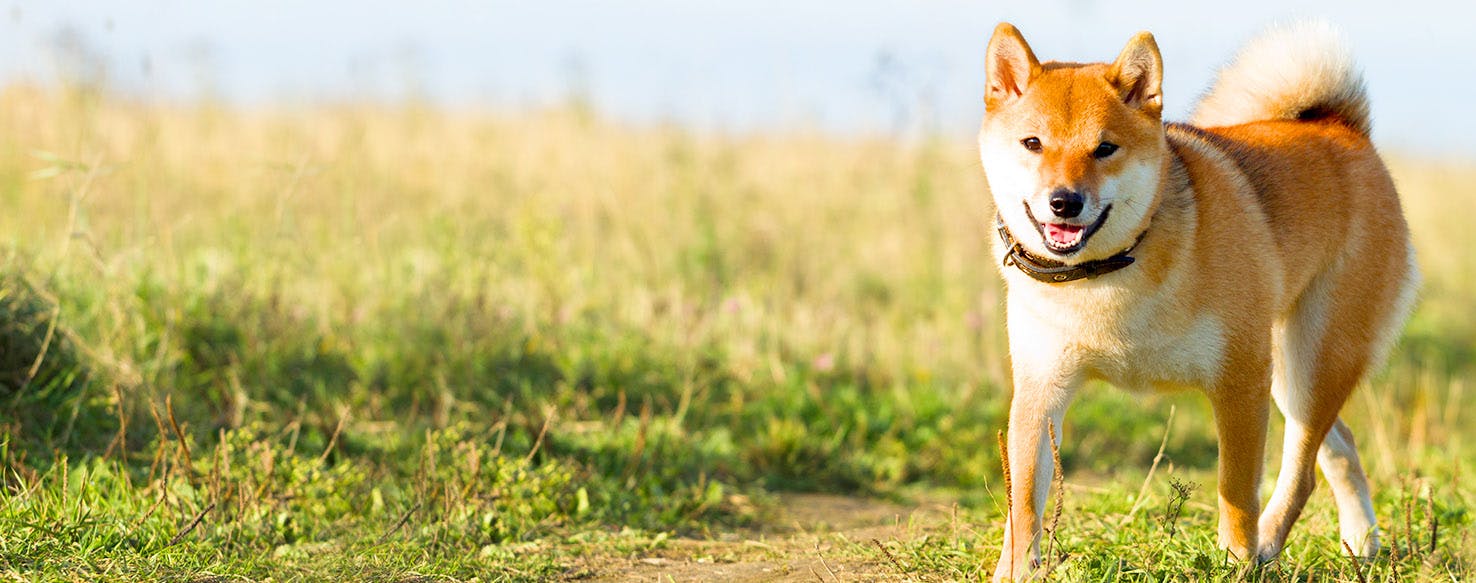 Dog names that start with au popular male and female names wag 